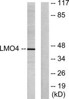 LMO4 Polyclonal Antibody