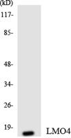 LMO4 Polyclonal Antibody
