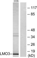 LMO3 Polyclonal Antibody