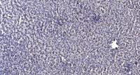 LMO3 Polyclonal Antibody
