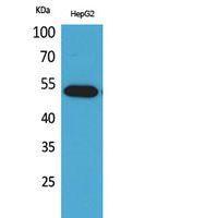 LIR-7 Polyclonal Antibody