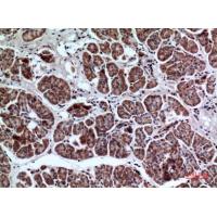 LIR-7 Polyclonal Antibody