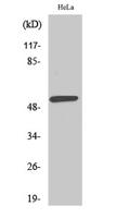 LIR-6 Polyclonal Antibody