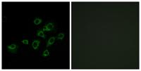 LIR-6 Polyclonal Antibody