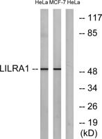 LIR-6 Polyclonal Antibody