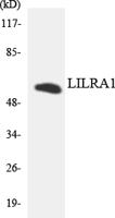 LIR-6 Polyclonal Antibody
