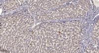 LIR-6 Polyclonal Antibody