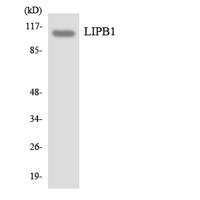 Liprin β1 Polyclonal Antibody