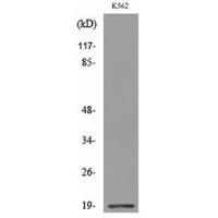 Lipocalin-1 Polyclonal Antibody