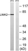LIMK-2 Polyclonal Antibody