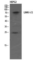 LIMK-1/2 Polyclonal Antibody