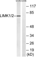 LIMK-1/2 Polyclonal Antibody