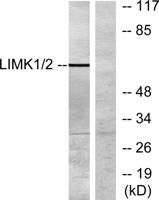 LIMK-1 Polyclonal Antibody