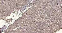 LIGHT Polyclonal Antibody