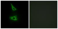 LI-cadherin Polyclonal Antibody