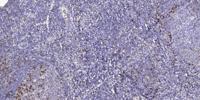 LI-cadherin Polyclonal Antibody