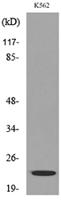 LIF Polyclonal Antibody