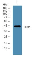 LHX1 Polyclonal Antibody