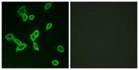 LGR6 Polyclonal Antibody