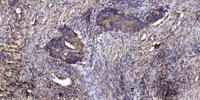 LGR6 Polyclonal Antibody