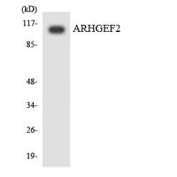 Lfc Polyclonal Antibody