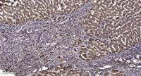 Lfc Polyclonal Antibody