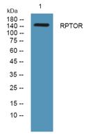 RPTOR Polyclonal Antibody