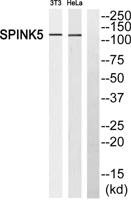 LEKTI Polyclonal Antibody