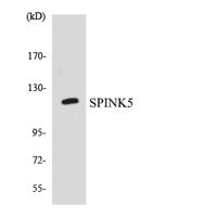 LEKTI Polyclonal Antibody
