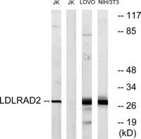 LDLRAD2 Polyclonal Antibody