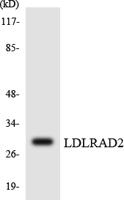 LDLRAD2 Polyclonal Antibody
