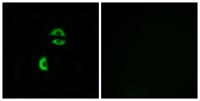 LDLRAD3 Polyclonal Antibody