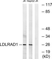 LDLRAD1 Polyclonal Antibody