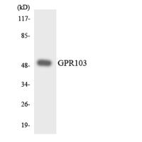 GPR103 Polyclonal Antibody