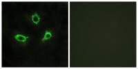 GPR115 Polyclonal Antibody