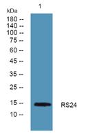 RS24 Polyclonal Antibody