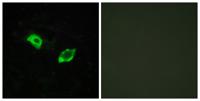GPR158 Polyclonal Antibody