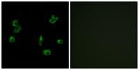 GPR172A Polyclonal Antibody