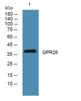 GPR26 Polyclonal Antibody