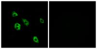 GPR27 Polyclonal Antibody