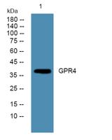 GPR4 Polyclonal Antibody