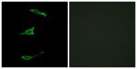 GPR40 Polyclonal Antibody