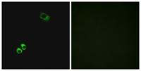 GPRC6A Polyclonal Antibody