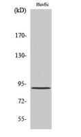 AKAP 149 Polyclonal Antibody