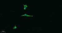 Laminin α-5 Polyclonal Antibody