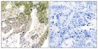 Laminin α-5 Polyclonal Antibody