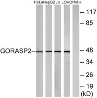 GRASP55 Polyclonal Antibody