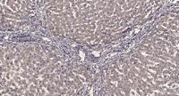 GRASP55 Polyclonal Antibody