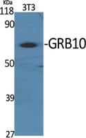 GRB10 Polyclonal Antibody