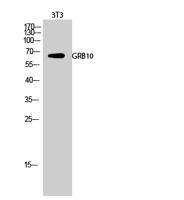 GRB10 Polyclonal Antibody